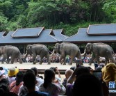 西双版纳举行关爱亚洲象公益活动